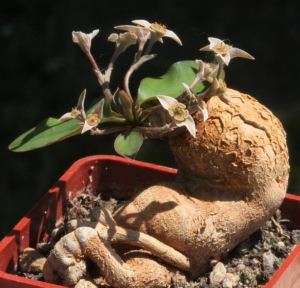 如何种植大戟属仙人掌