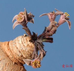 莫氏大戟(Euphorbia moratii)