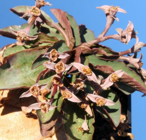 莫氏大戟(Euphorbia moratii)