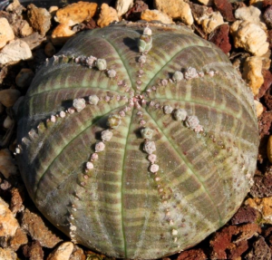 布纹球(Euphorbia obesa cv. Prolifera)