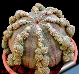 布纹球(Euphorbia obesa cv. Prolifera)