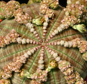 布纹球(Euphorbia obesa cv. Prolifera)