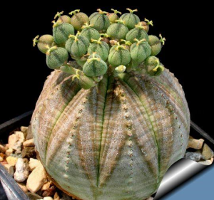 布纹球(Euphorbia obesa)