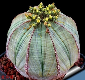 布纹球(Euphorbia obesa)