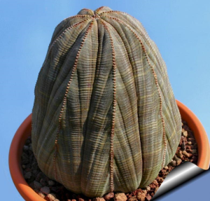 布纹球(Euphorbia obesa)