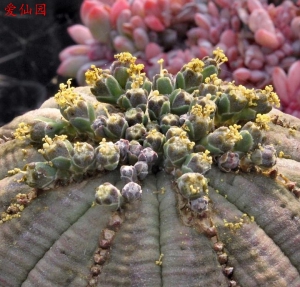 布纹球(Euphorbia obesa)