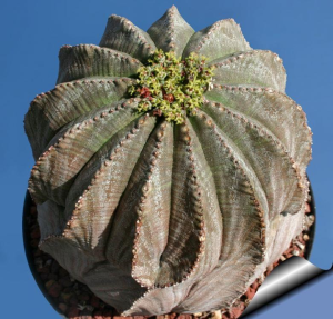 布纹球(Euphorbia obesa)