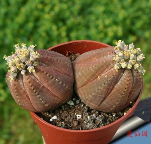 布纹球(Euphorbia obesa)