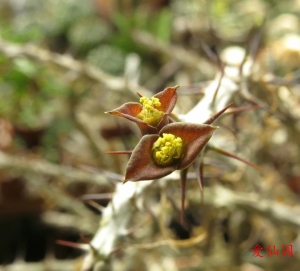 Euphorbia sakarahaensis