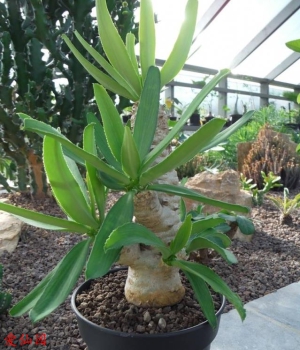 Euphorbia sp. Senegal