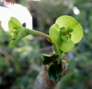 Euphorbia sp. nova subs. ramenae