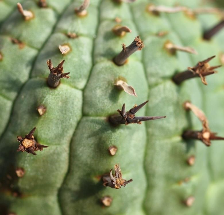 Euphorbia_stellispina_big_2721