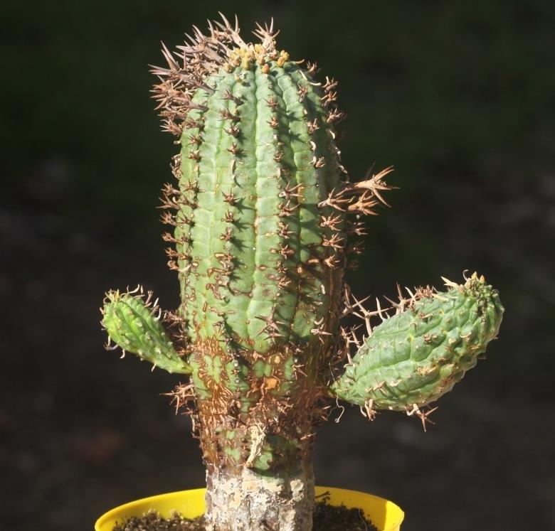 群星冠_(Euphorbia stellispina(stellaespina))_大戟属仙人球_爱仙园