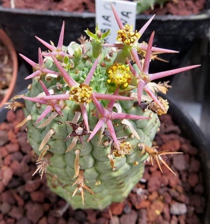 群星冠_(Euphorbia stellispina(stellaespina))_大戟属仙人球_爱仙园