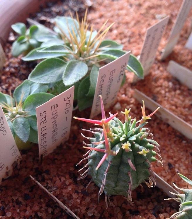 群星冠_(Euphorbia stellispina(stellaespina))_大戟属仙人球_爱仙园