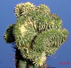 苏珊娜大戟(缀化) f. variegata cristata