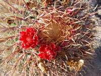 Ferocactus chrysacanthus subsp. grandiflorus