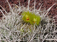 Ferocactus cylindraceus subsp. lecontei