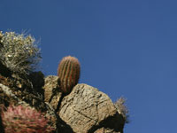 Ferocactus cylindraceus subsp. lecontei