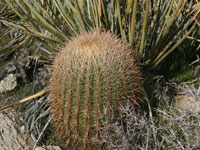 Ferocactus cylindraceus subsp. lecontei