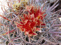 Ferocactus cylindraceus subsp. lecontei