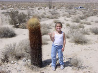 Ferocactus cylindraceus subsp. rostii