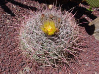 Ferocactus cylindraceus subsp. lecontei