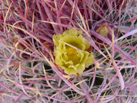 Ferocactus cylindraceus subsp. lecontei