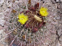 Ferocactus cylindraceus subsp. lecontei