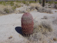 Ferocactus cylindraceus subsp. lecontei