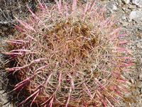 Ferocactus cylindraceus subsp. lecontei