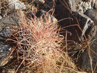 Ferocactus cylindraceus subsp. lecontei