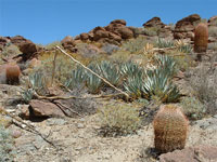 Ferocactus cylindraceus subsp. lecontei