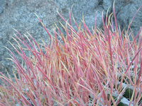 Ferocactus cylindraceus subsp. lecontei