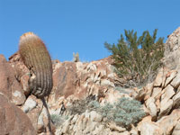 Ferocactus cylindraceus subsp. lecontei