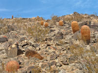 Ferocactus cylindraceus subsp. lecontei