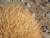 Ferocactus cylindraceus subsp. lecontei