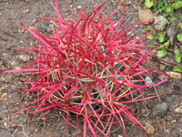 Ferocactus cylindraceus subsp. lecontei