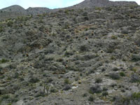 Ferocactus cylindraceus subsp. lecontei