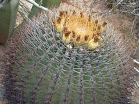 Ferocactus diguetii var. carmenensis