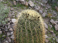 Ferocactus eastwoodiae