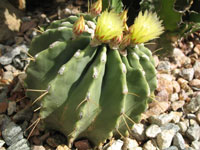 Ferocactus glaucescens f. inermis