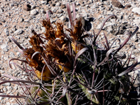 Ferocactus peninsulae subsp. viscainensis
