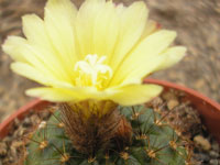 Frailea pumila var. aquatica