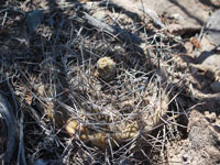 Gymnocalycium bodenbenderianum subsp. kozelskyanum