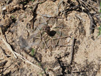 Gymnocalycium bodenbenderianum subsp. paucispinum