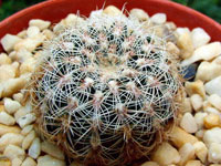 Gymnocalycium bruchii var. niveum