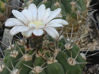 Gymnocalycium castellanosii subsp. bozsingianum