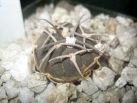 Gymnocalycium catamarcense