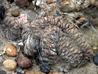 Gymnocalycium gibbosum f. cristata